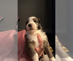 Aussiedoodle Puppy for sale in MURFREESBORO, TN, USA