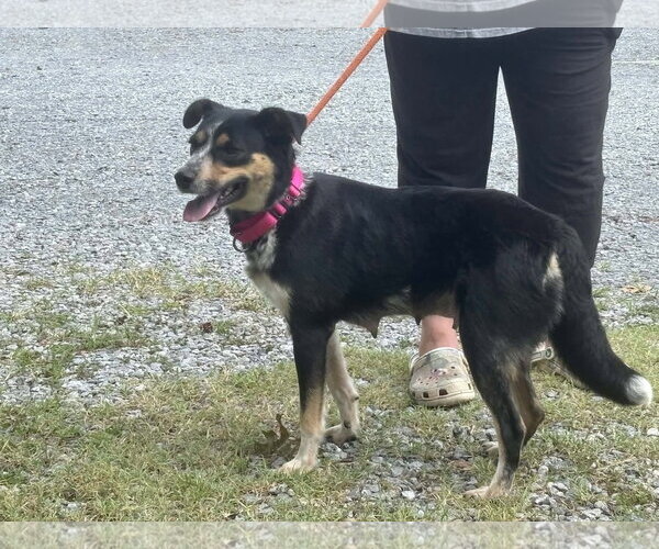Medium Photo #5 Australian Shepherd-Unknown Mix Puppy For Sale in Rustburg, VA, USA