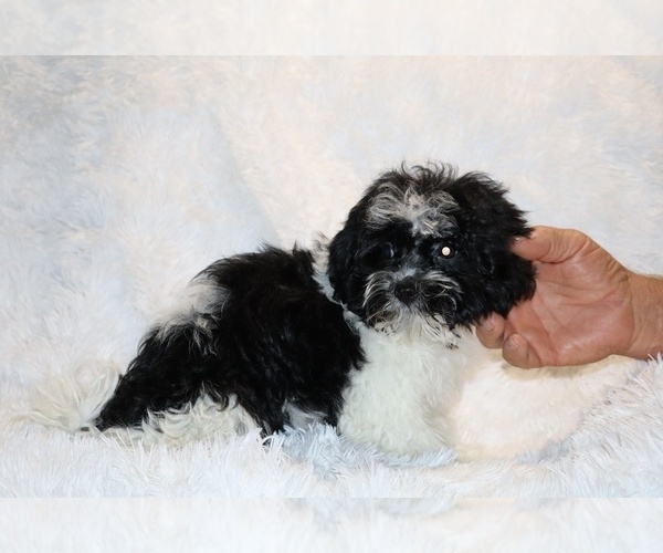 Medium Photo #10 ShihPoo Puppy For Sale in DYERSBURG, TN, USA
