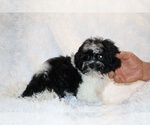 Small #9 ShihPoo