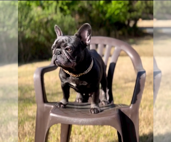 Medium Photo #1 French Bulldog Puppy For Sale in SNELLVILLE, GA, USA