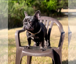 Small Photo #1 French Bulldog Puppy For Sale in SNELLVILLE, GA, USA
