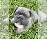 Small Photo #1 French Bulldog Puppy For Sale in MIRAMAR, FL, USA