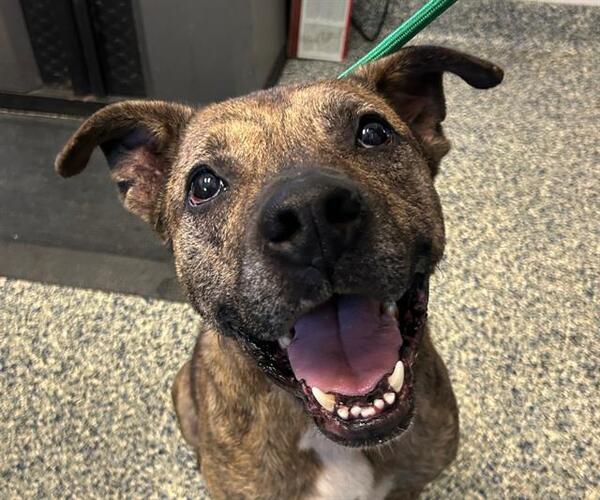 Medium Photo #1 Boxer-German Shepherd Dog Mix Puppy For Sale in Olathe, KS, USA