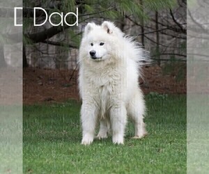 Father of the Samoyed puppies born on 04/09/2023