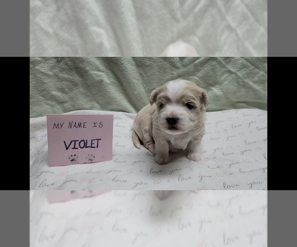 Medium Photo #9 Maltipoo (Miniature) Puppy For Sale in BROOKFIELD, MO, USA
