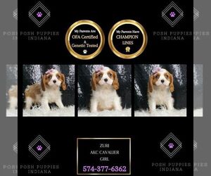 Cavalier King Charles Spaniel Puppy for sale in WARSAW, IN, USA