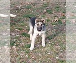 Small Photo #10 German Shepherd Dog Puppy For Sale in JAY, OK, USA