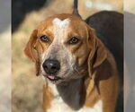 Small Treeing Walker Coonhound Mix