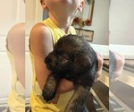 Puppy Puppy 7 Schnauzer (Giant)