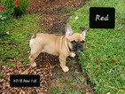 Small Photo #4 French Bulldog Puppy For Sale in SPANISH FORT, AL, USA