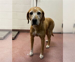 Labrador Retriever-Unknown Mix Dogs for adoption in Ogden, UT, USA