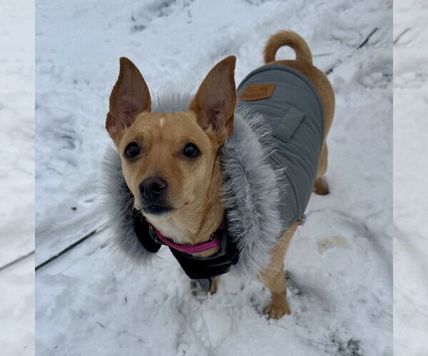 Medium Photo #3 Chihuahua-Unknown Mix Puppy For Sale in Brooklyn Center, MN, USA