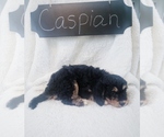 Small Photo #1 Bernedoodle Puppy For Sale in NORTH VERNON, IN, USA