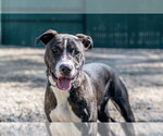 Small #3 Labrador Retriever Mix