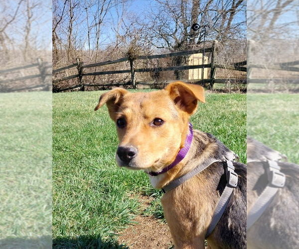 Medium Photo #5 Beagle-Unknown Mix Puppy For Sale in Aurora, IN, USA