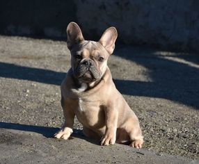 French Bulldog Puppy for sale in Bobrytsya, Kyiv, Ukraine
