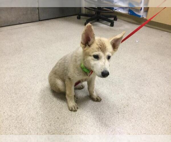 Medium Photo #1 Siberian Husky-Unknown Mix Puppy For Sale in Riverside, CA, USA