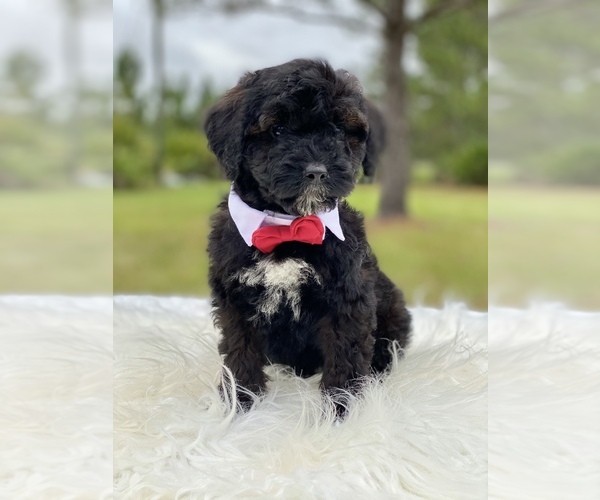 Medium Photo #18 Goldendoodle Puppy For Sale in FROSTPROOF, FL, USA