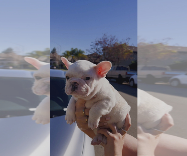 Medium Photo #1 French Bulldog Puppy For Sale in TRACY, CA, USA