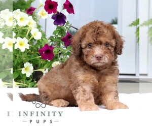 Poodle (Miniature) Puppy for sale in GORDONVILLE, PA, USA