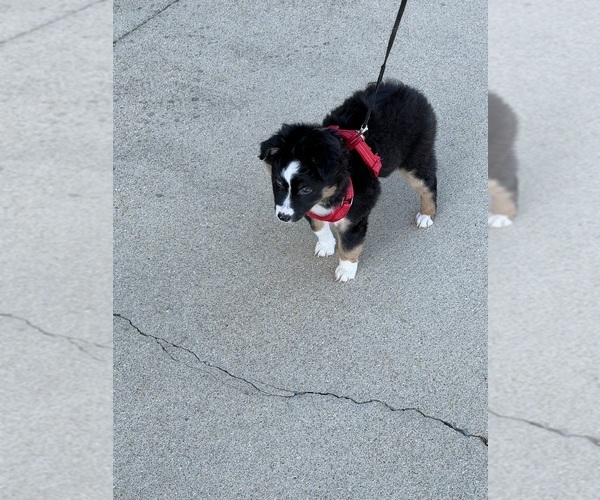 Medium Photo #11 North American Shepherd Puppy For Sale in FLAT ROCK, AL, USA