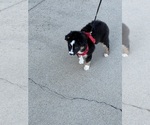 Small #10 North American Shepherd