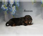 Small #8 Cavalier King Charles Spaniel