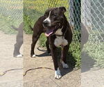 Small #2 American Pit Bull Terrier