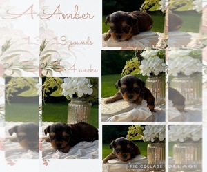 Yorkshire Terrier Puppy for sale in NACOGDOCHES, TX, USA