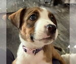 Small #1 American Pit Bull Terrier Mix