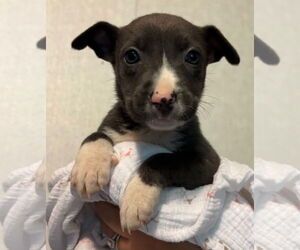 American Pit Bull Terrier-Labrador Retriever Mix Dogs for adoption in Clarkston, MI, USA