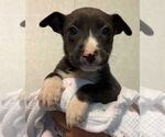 Small American Pit Bull Terrier-Labrador Retriever Mix