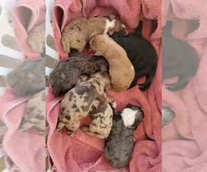 Australian Shepherd Puppy for sale in ARCHDALE, NC, USA