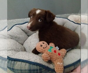 Border Collie-Unknown Mix Dogs for adoption in Alameda, CA, USA