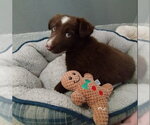 Small Border Collie Mix