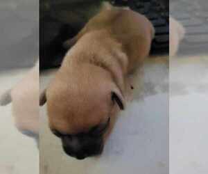 Chihuahua Puppy for sale in ANTON, TX, USA