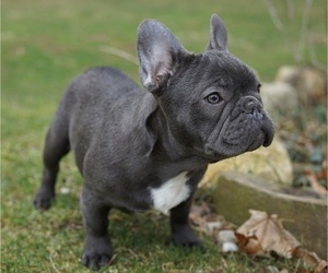 French Bulldog Puppy for sale in WANAQUE, NJ, USA