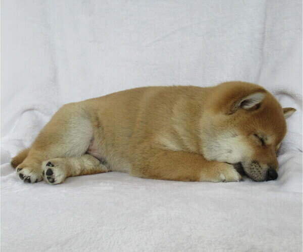 Medium Photo #3 Shiba Inu Puppy For Sale in BLUFORD, IL, USA