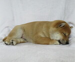 Small Photo #3 Shiba Inu Puppy For Sale in BLUFORD, IL, USA