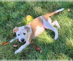 Small #17 American Staffordshire Terrier Mix
