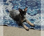 Small #4 Australian Cattle Dog