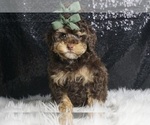 Puppy Patch AKC Poodle (Toy)