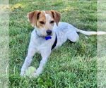 Small #2 Beagle Mix