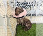 Mocha - Female Miniature Labradoodle Dog for Adoption - Small photo