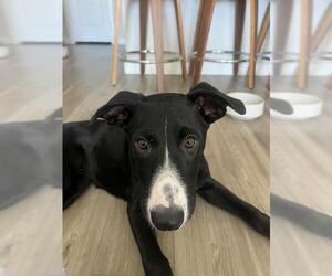 Labrador Retriever-Unknown Mix Dogs for adoption in San Antonio, TX, USA