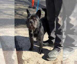 French Bulldog-Unknown Mix Dogs for adoption in Stockton, CA, USA