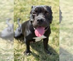 Small #30 Bulldog Mix