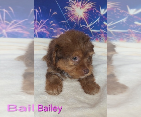 Medium Photo #2 Yorkipoo Puppy For Sale in AZLE, TX, USA