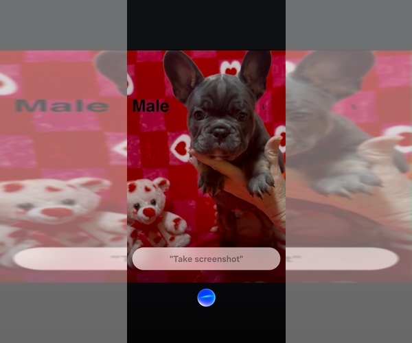 Medium Photo #1 French Bulldog Puppy For Sale in FAIRVIEW, MO, USA